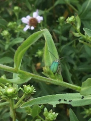 Trirhabda flavolimbata