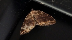 Anticlea multiferata