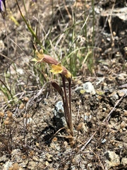 Aphyllon franciscanum