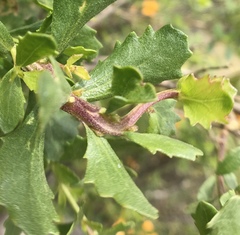 Rhopalomyia baccharis