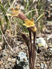 Aphyllon franciscanum