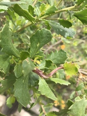 Rhopalomyia baccharis