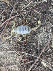 Paruroctonus maritimus