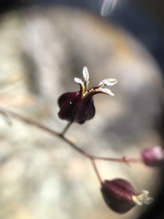 Streptanthus glandulosus niger