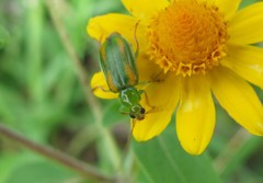 Diabrotica porracea