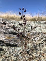 Streptanthus glandulosus niger