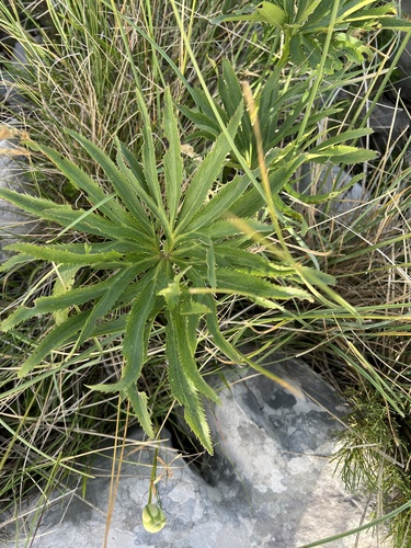 Helleborus multifidus (Helleborus multifidus)