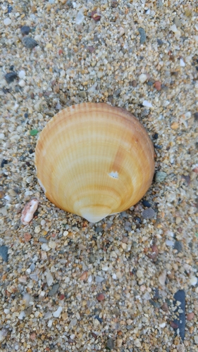 Glycymerididae