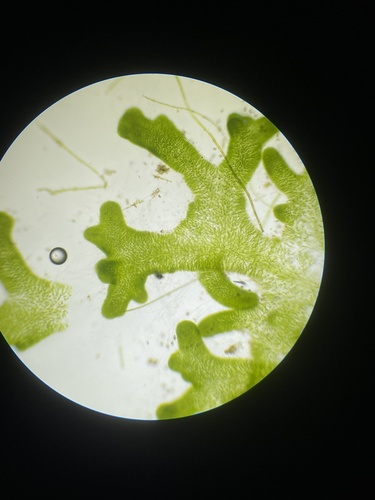Chaetophora lobata observed 2024-07-02