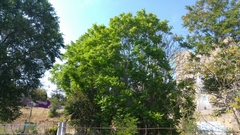 Ailanthus altissima