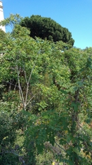 Ailanthus altissima