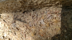 Lasius neglectus