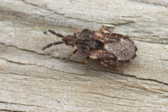 Aradus fuscomaculatus