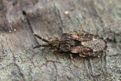 Aradus fuscomaculatus