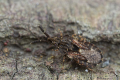 Aradus fuscomaculatus