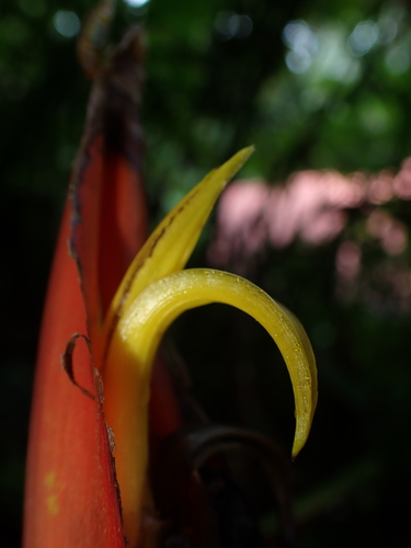 Image of Heliconia tortuosa by (c) Sergio Garrido Villa, some rights reserved (CC BY)
