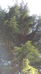Myiopsitta monachus