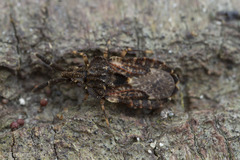 Aradus fuscomaculatus