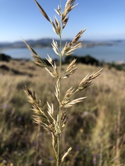 Calamagrostis ophitidis