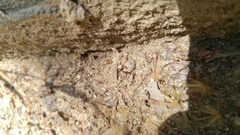 Lasius neglectus
