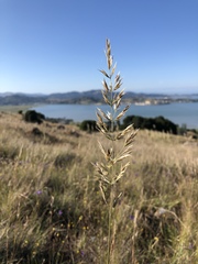 Calamagrostis ophitidis