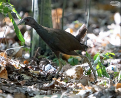 Plain Bush-Hen photo 3