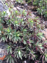 Petrophytum hendersonii