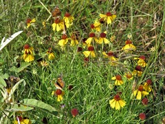Helenium amarum badium