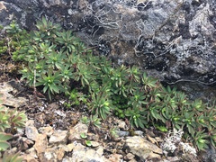 Petrophytum hendersonii