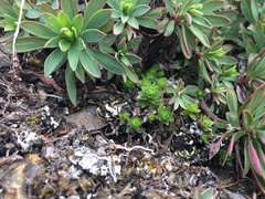 Petrophytum hendersonii