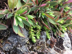 Petrophytum hendersonii