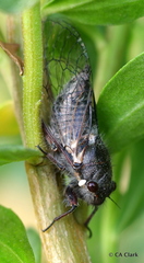 Platypedia minor