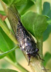 Platypedia minor