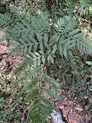 Budding Tectaria (Tectaria gemmifera)