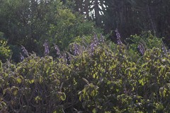 Coleus barbatus grandis