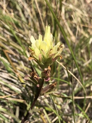 Castilleja affinis neglecta