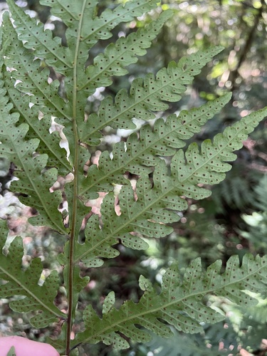 Tectaria gemmifera, photograph 4