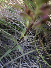 Castilleja affinis neglecta