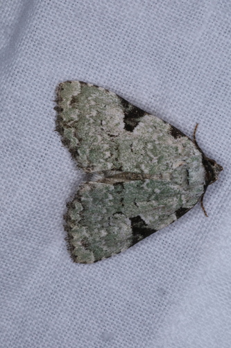 Leuconycta diphteroides