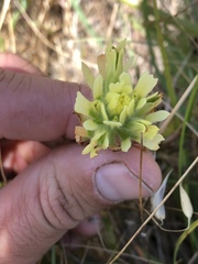 Castilleja affinis neglecta