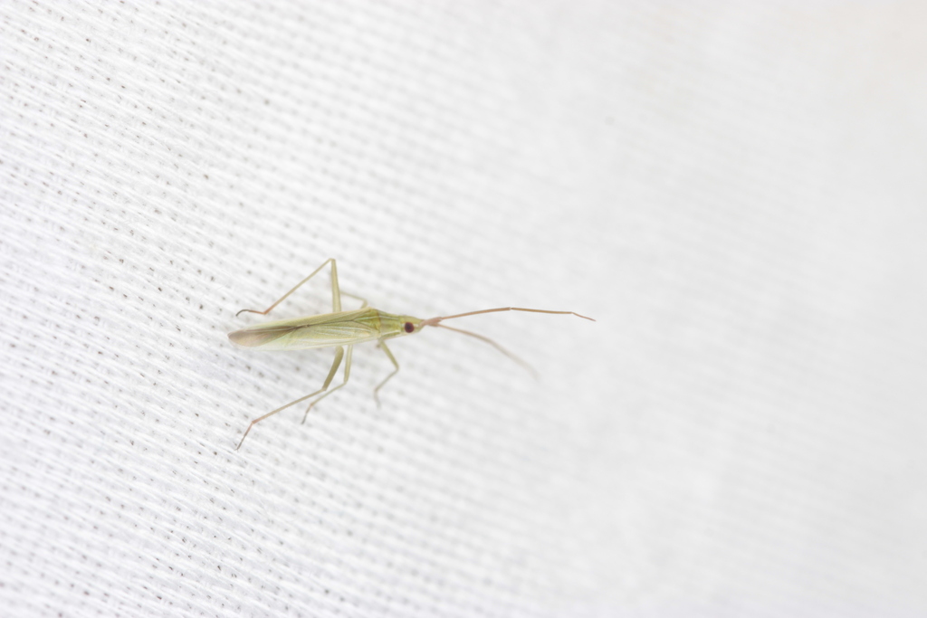 Trigonotylus hawaiiensis