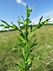 Helenium microcephalum