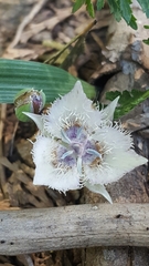 Calochortus westonii