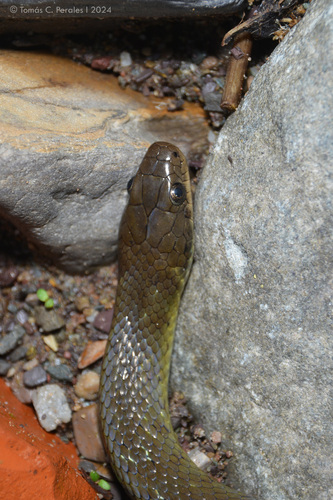 Tucumán Smooth Snake