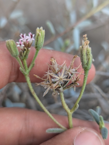 Image of Palafoxia linearis by (c) Abraham Sánchez Romero, some rights reserved (CC BY)