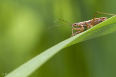 Nabis rufusculus