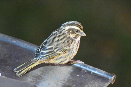 Streaky Seedeater (Crithagra striolata), photo 6