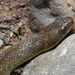 Tucumán Smooth Snake - Photo (c) Tomás Carranza Perales, some rights reserved (CC BY), uploaded by Tomás Carranza Perales