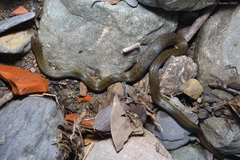 Cei's Ground Snake photo 2