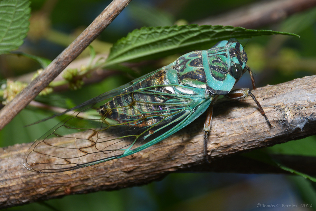 Adusella insignifera